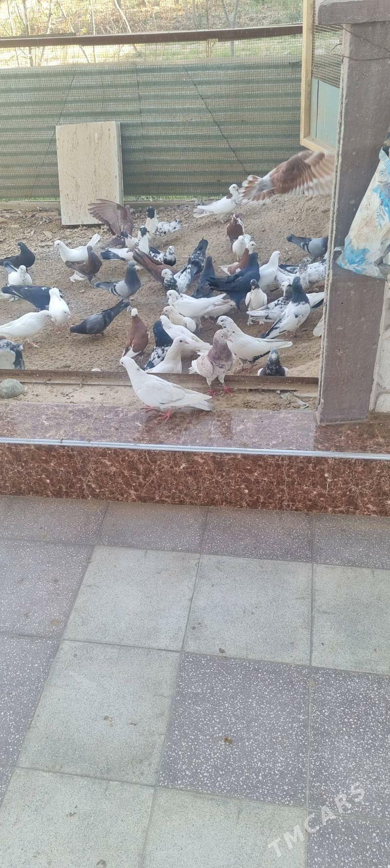 кепдерилери азалтжак - Wekilbazar - img 3