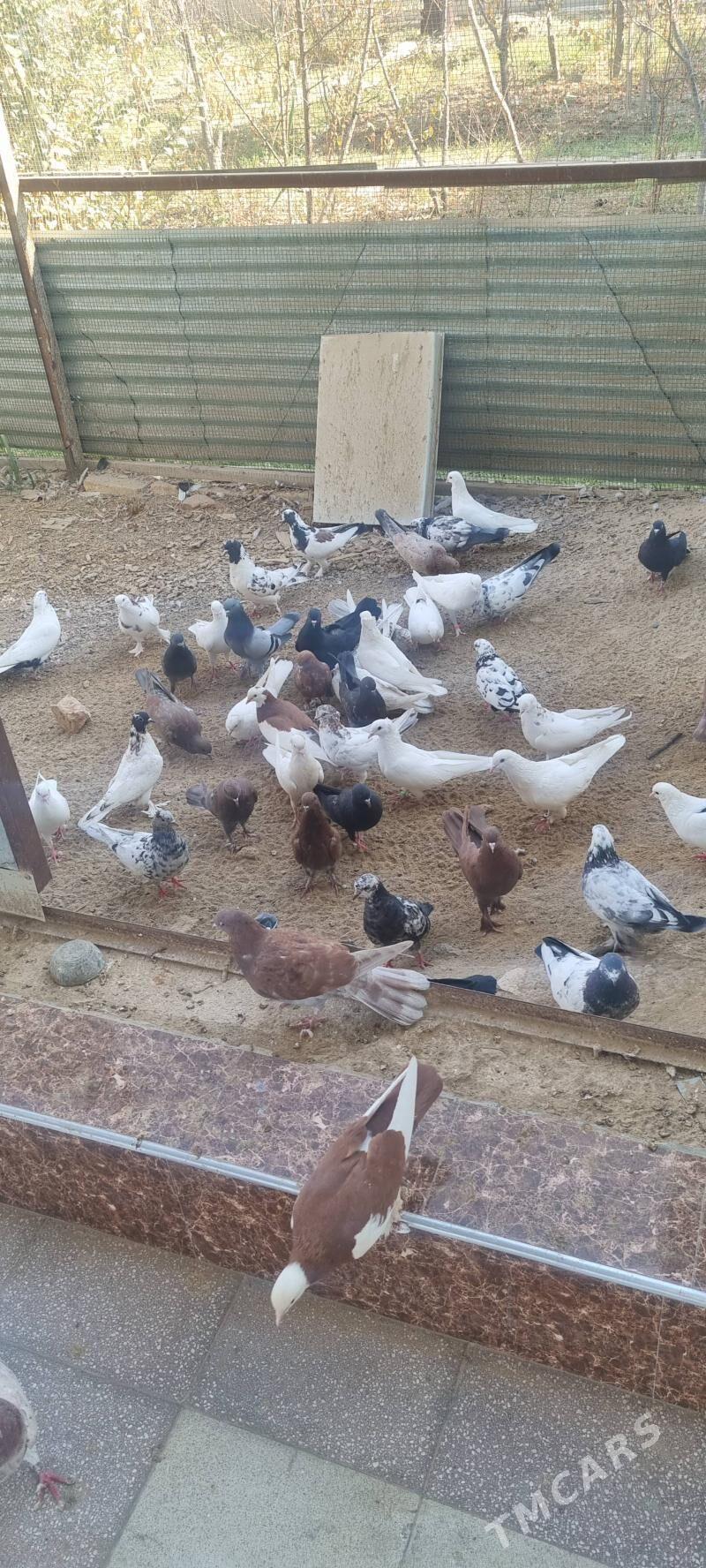 кепдерилери азалтжак - Wekilbazar - img 2