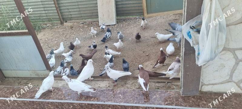 кепдерилери азалтжак - Wekilbazar - img 4