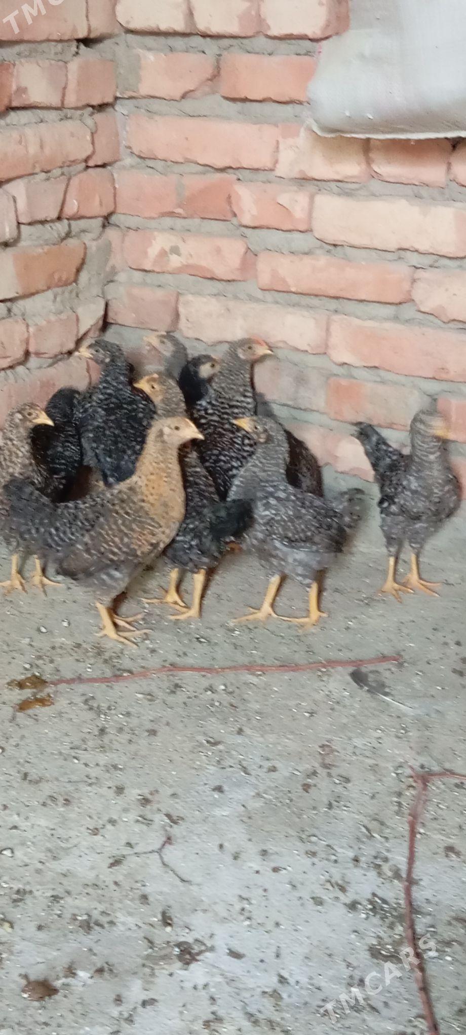 Daminat jüje - Бахарден - img 2