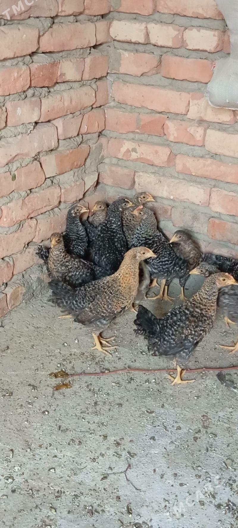 Daminat jüje - Бахарден - img 3