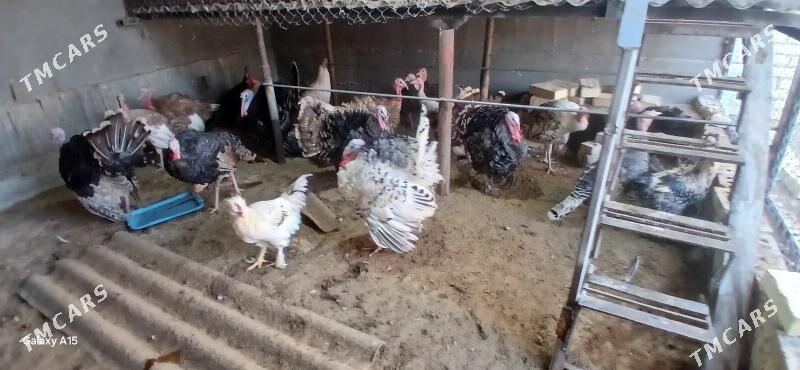 Induklar Elin seredilen - Baýramaly - img 2