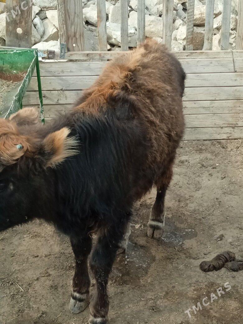 öküz - Балканабат - img 3