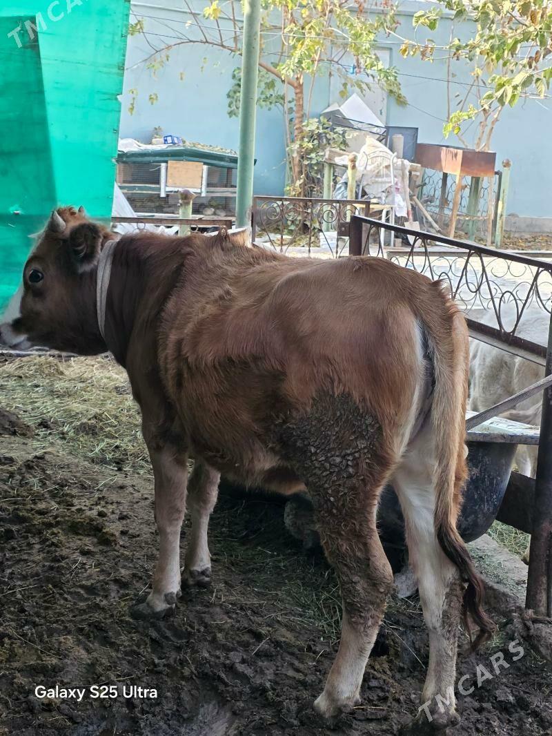 bakylyp duran  tuwe - Aşgabat - img 5