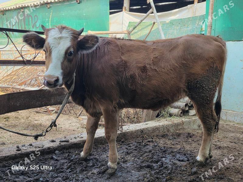 bakylyp duran  tuwe - Aşgabat - img 3
