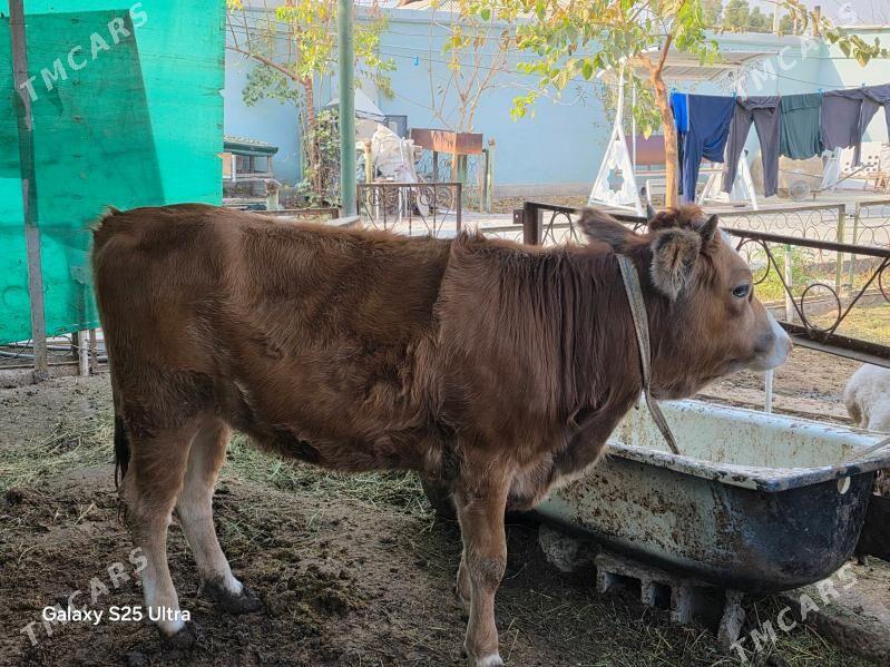 bakylyp duran  tuwe - Aşgabat - img 2