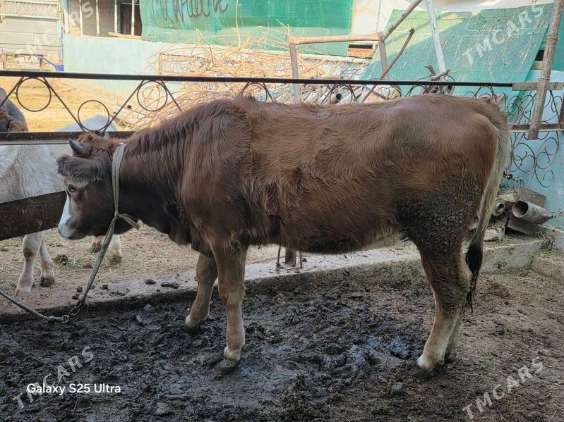 bakylyp duran  tuwe - Aşgabat - img 4