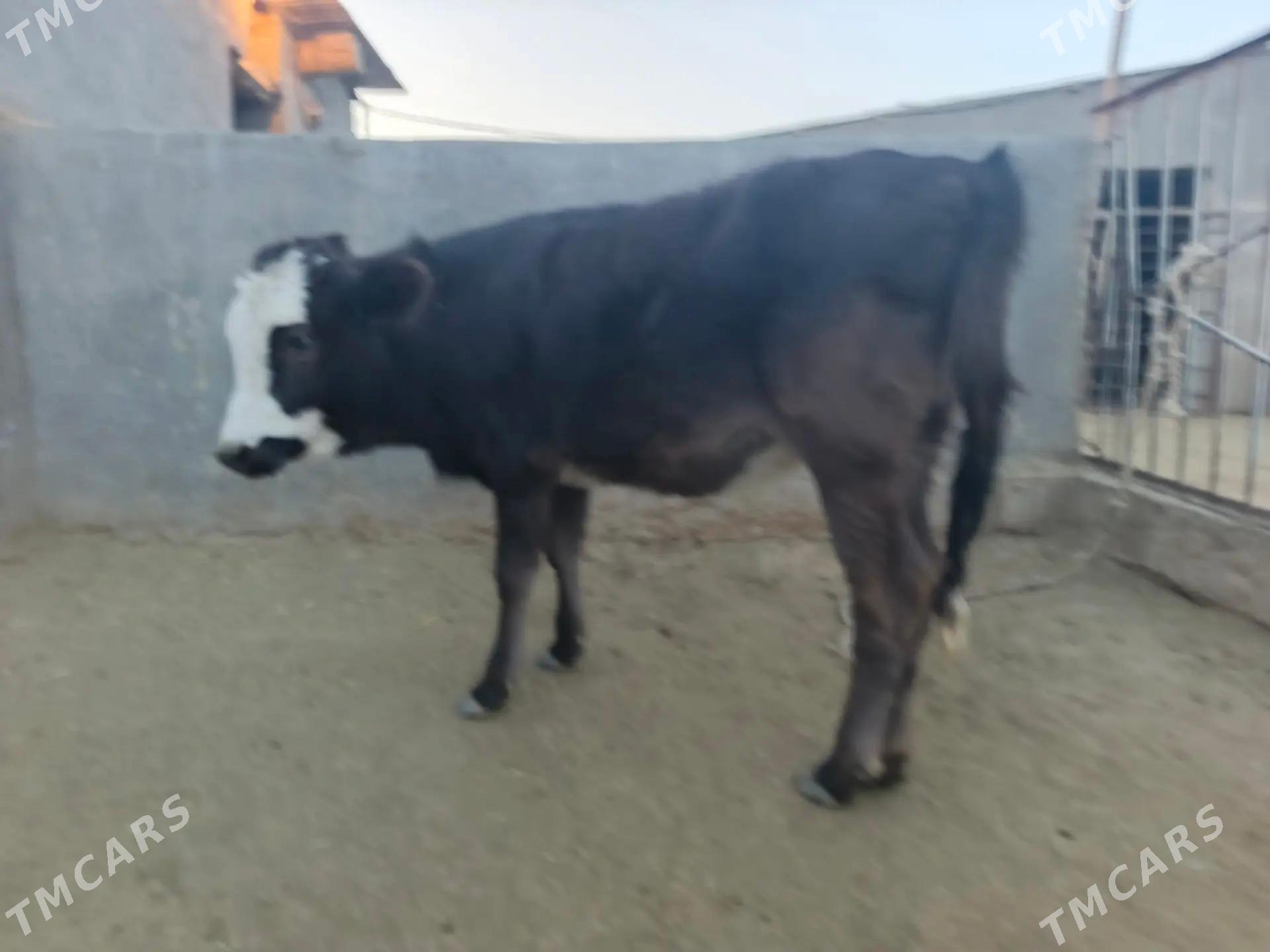 tuwe - Gyzylarbat - img 2