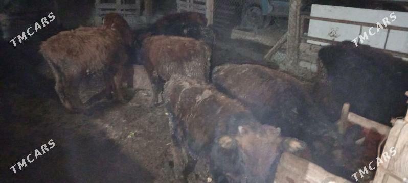 öküz 9sany - Gökdepe - img 5