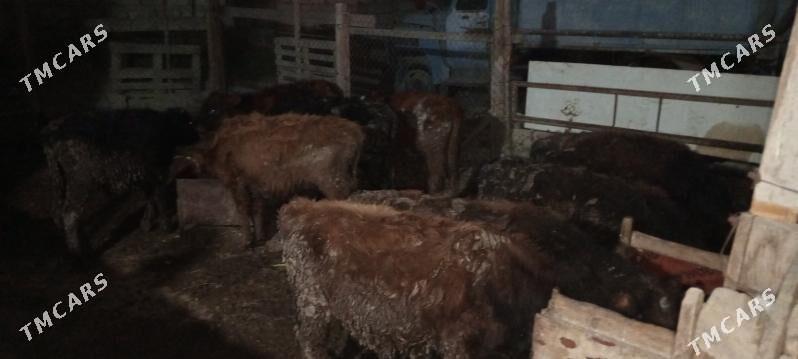 öküz 9sany - Gökdepe - img 4