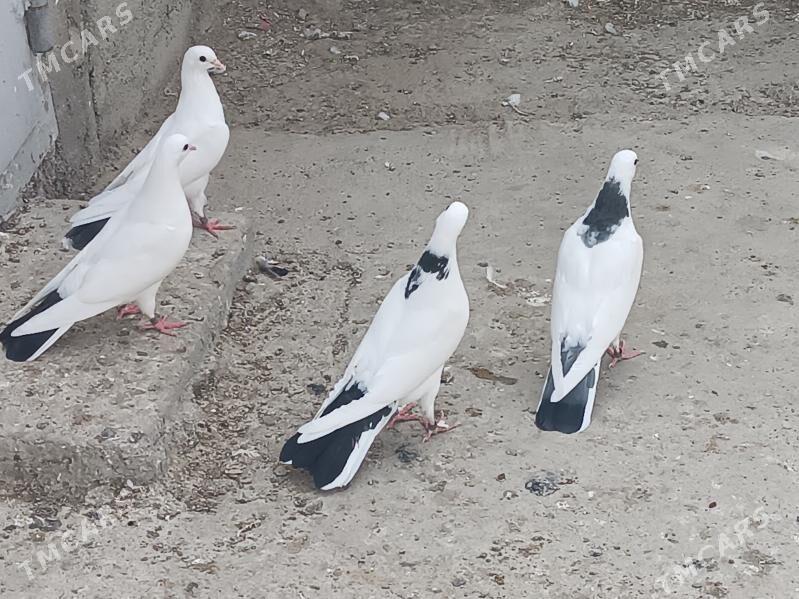 kepderi - Balkanabat - img 4