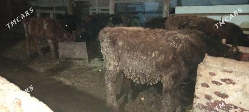 öküz 9sany - Gökdepe - img 2