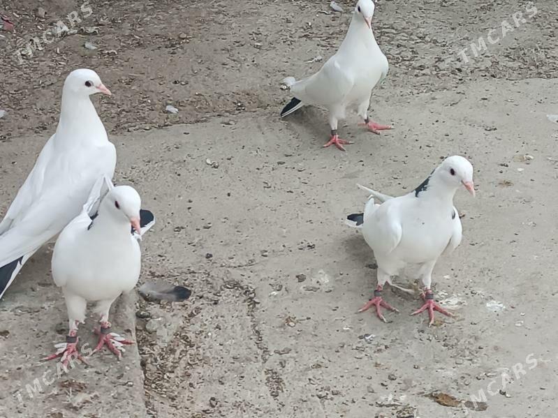 kepderi - Balkanabat - img 5