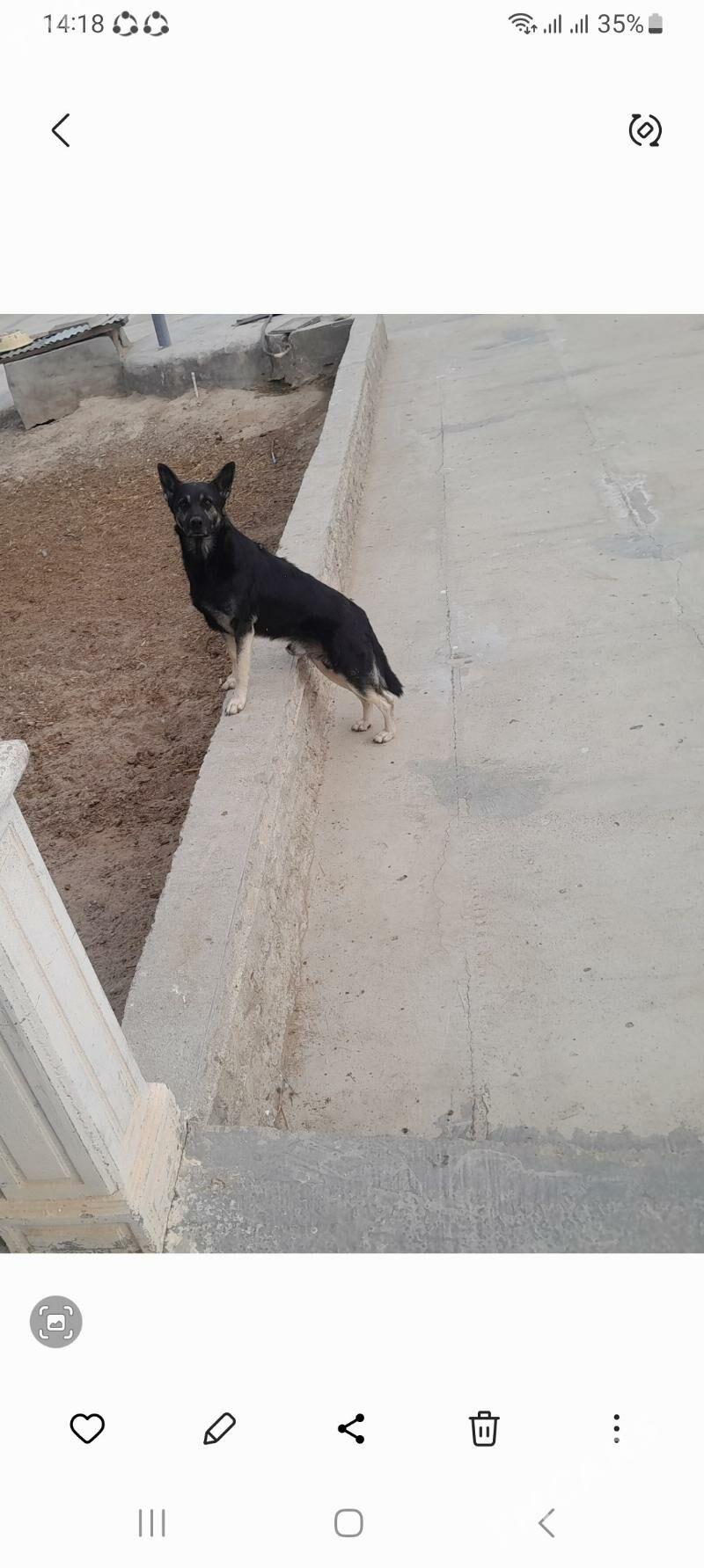 absarka - Гызыларбат - img 2