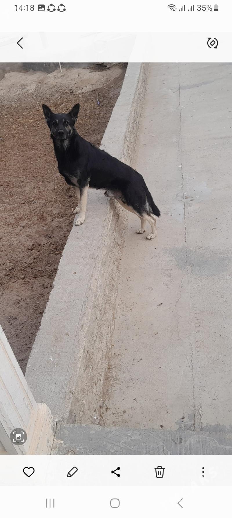 absarka - Гызыларбат - img 1