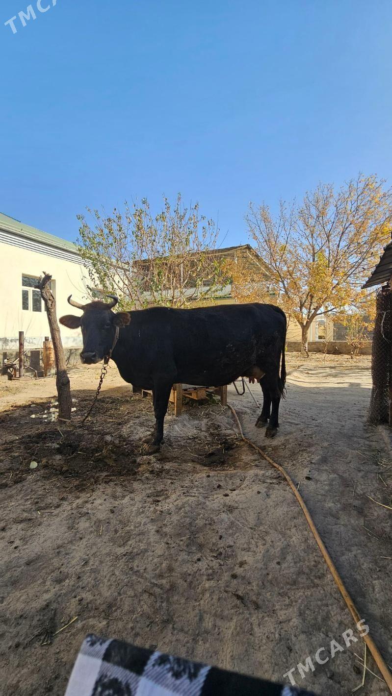 sygyr - Aşgabat - img 2