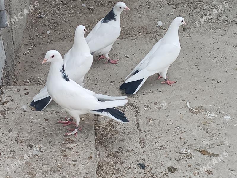 kepderi - Balkanabat - img 2