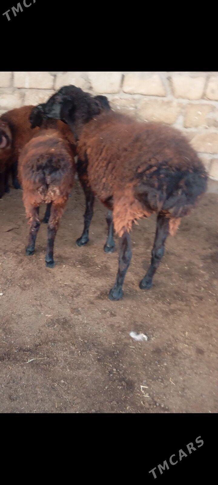 gisar goyun - Бузмеин - img 3