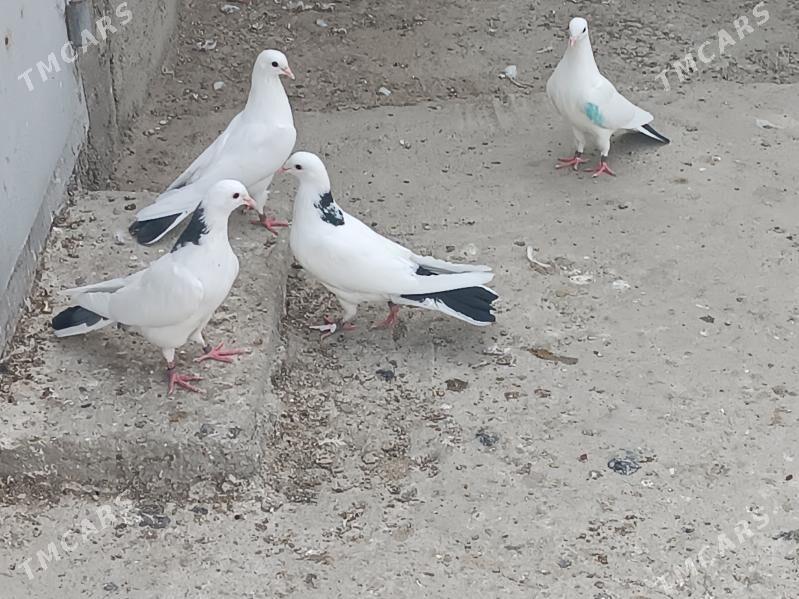 kepderi - Balkanabat - img 3