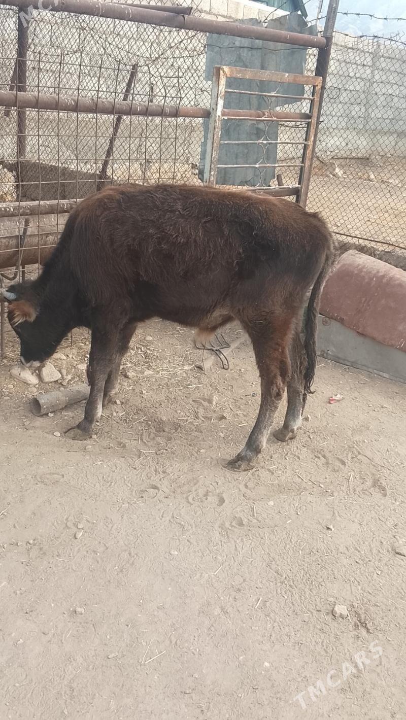 öküz 11 aylyk - Balkanabat - img 3