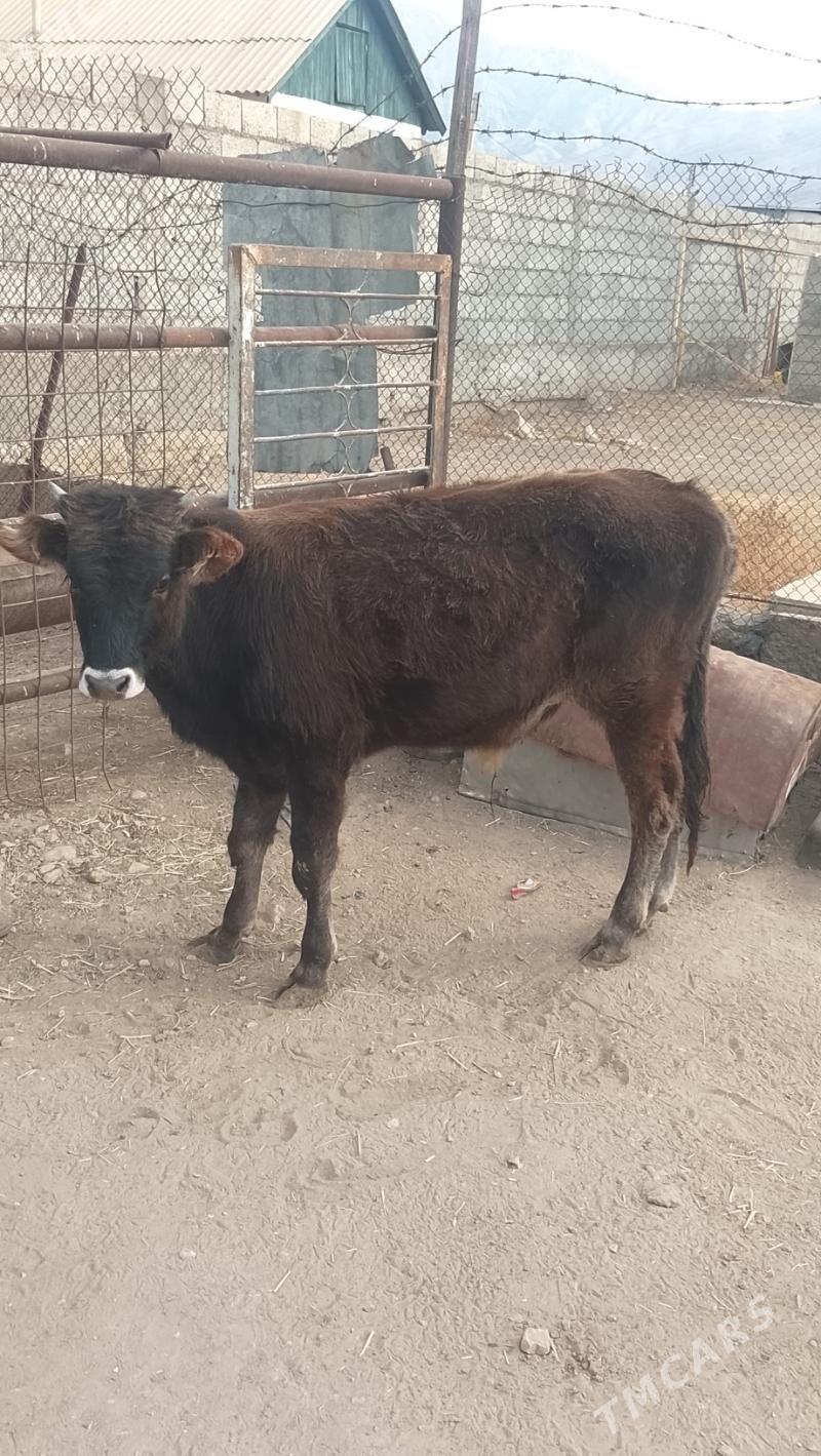 öküz 11 aylyk - Balkanabat - img 2
