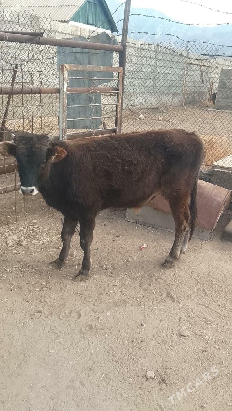 öküz 11 aylyk - Balkanabat - img 1