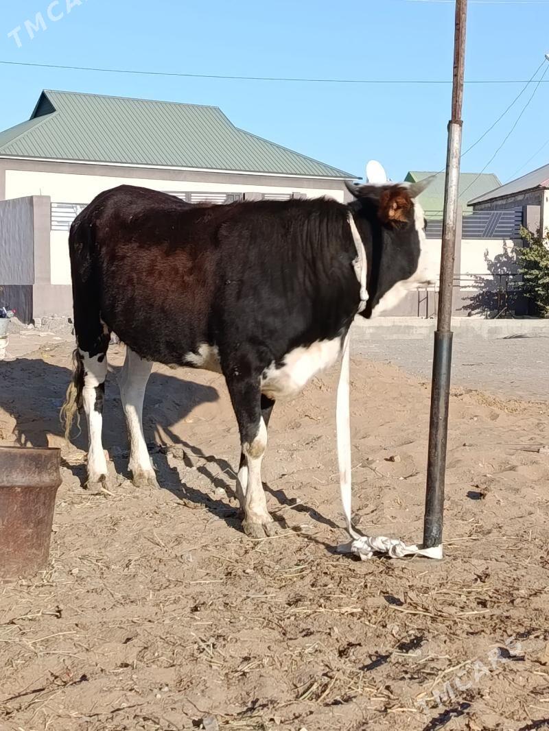 tuve - Çoganly - img 3