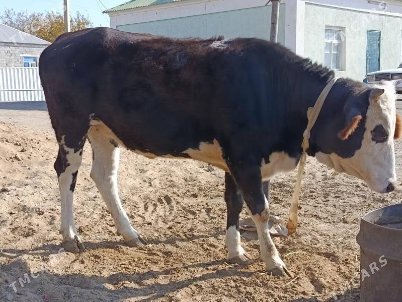 tuve - Çoganly - img 2