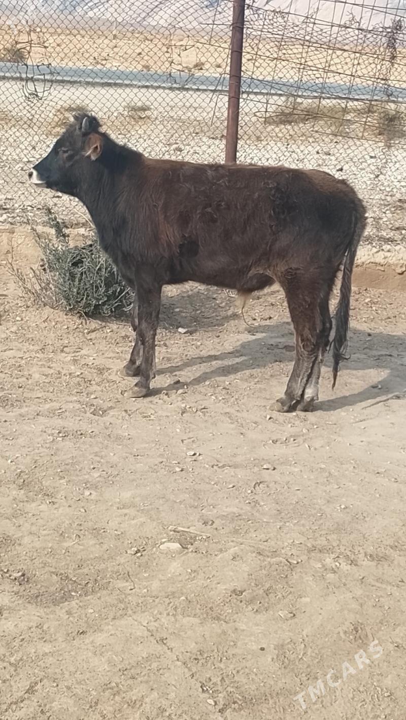 öküz 11 aylyk - Balkanabat - img 4