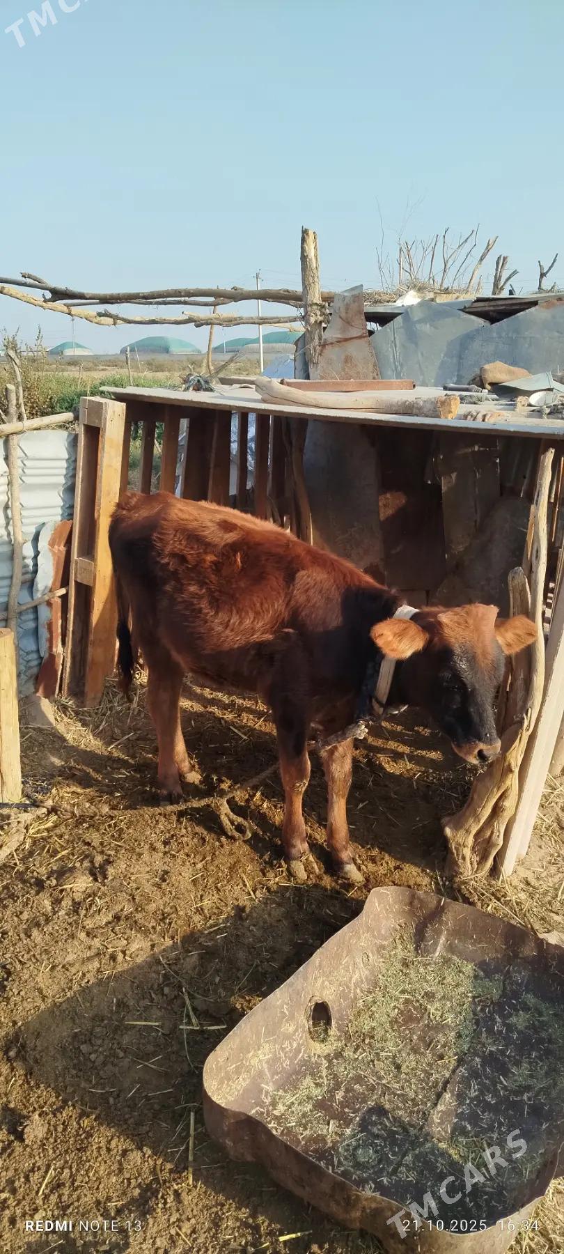 öküz - Бабадайхан - img 5