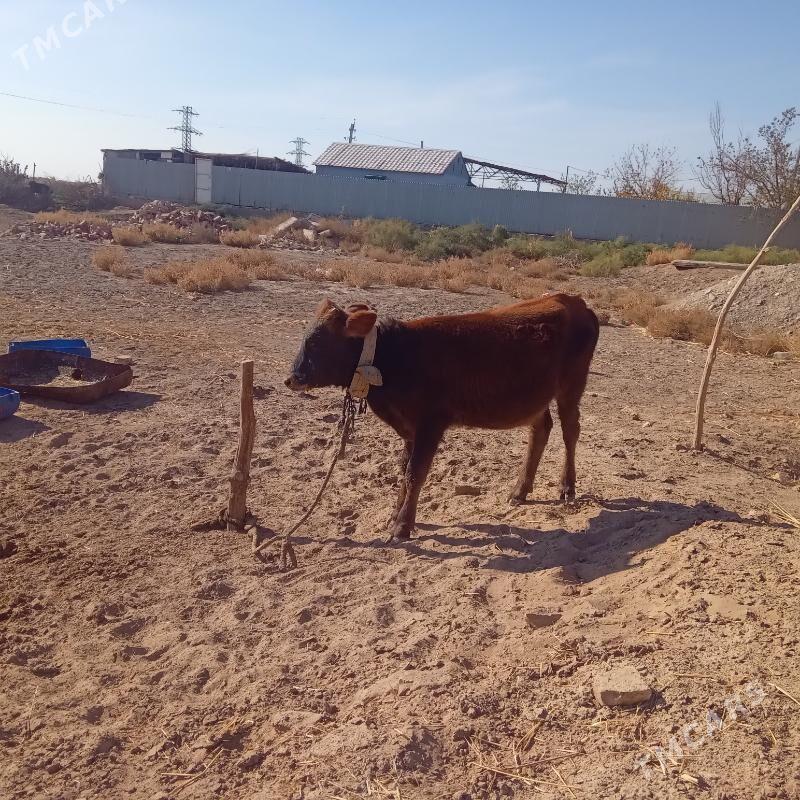 öküz - Бабадайхан - img 4