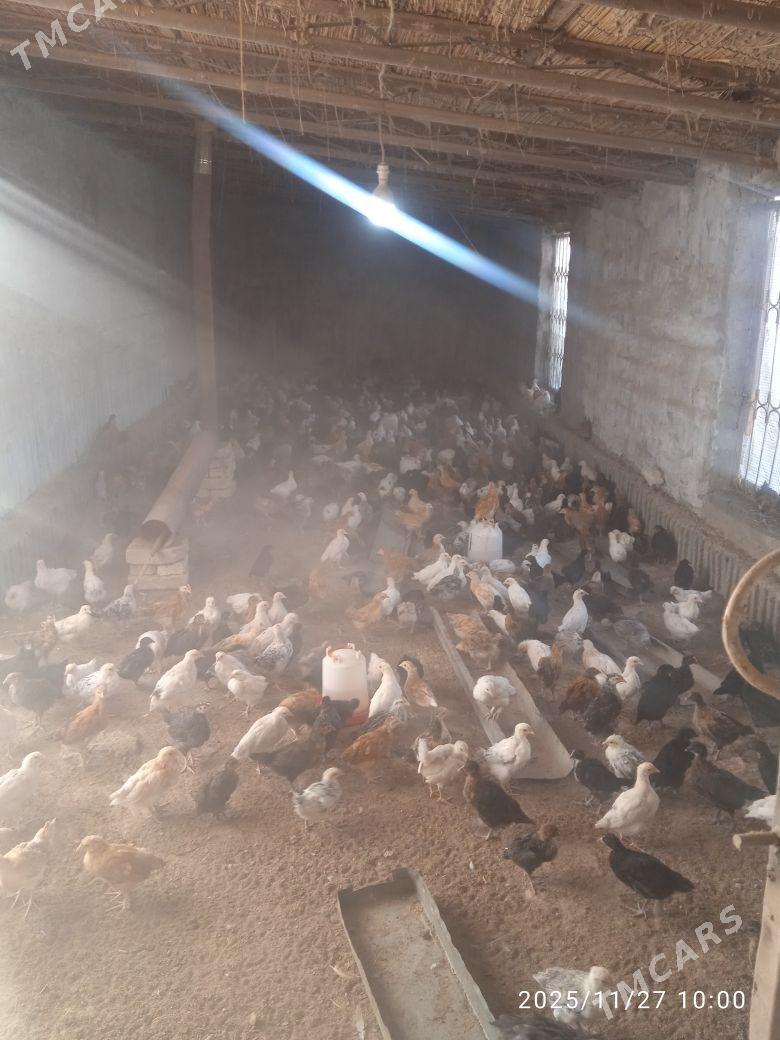 towuk juyje - Мургап - img 2