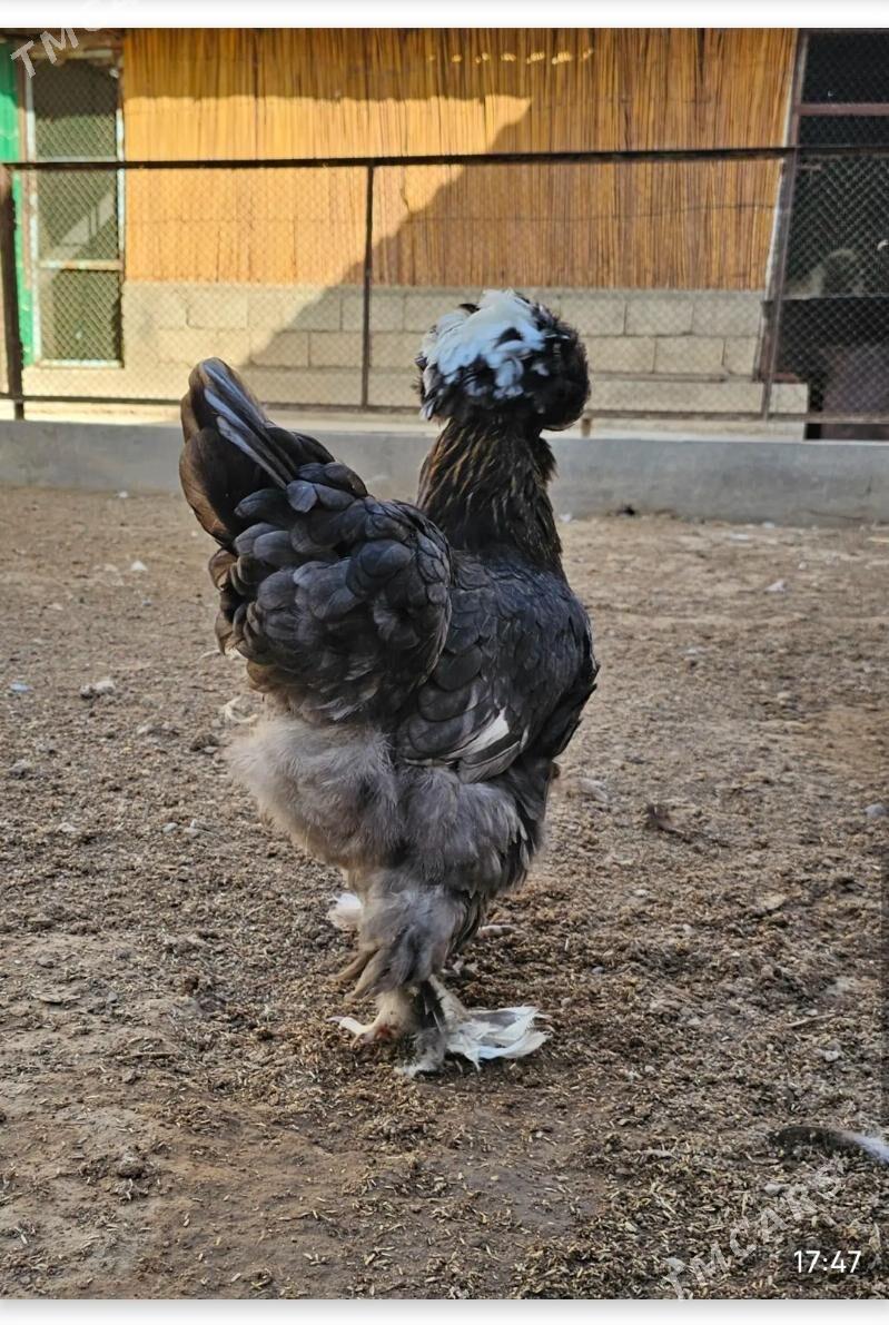 Towuk - Гёкдепе - img 3