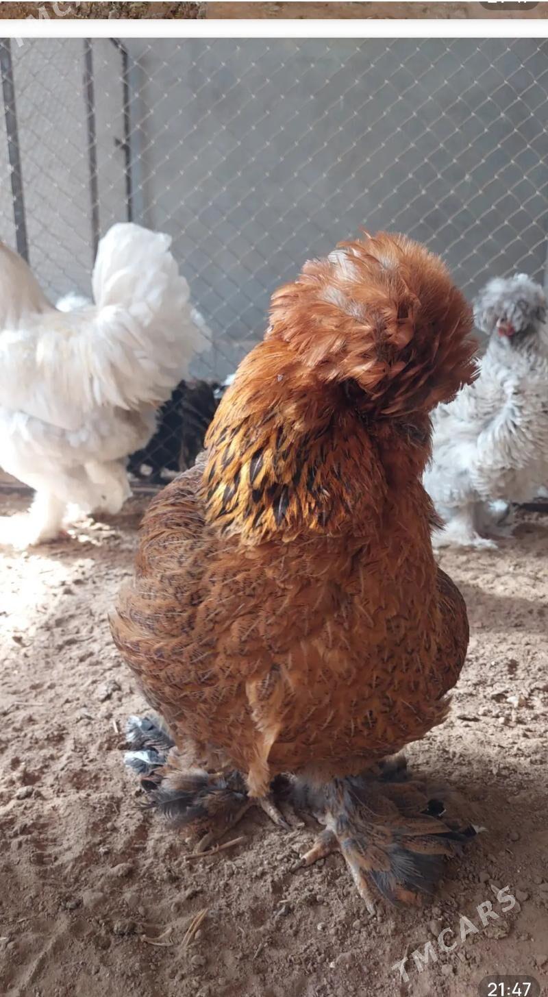 Towuk - Гёкдепе - img 5