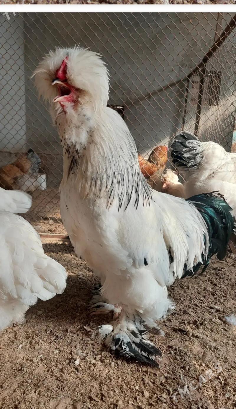 Towuk - Гёкдепе - img 7