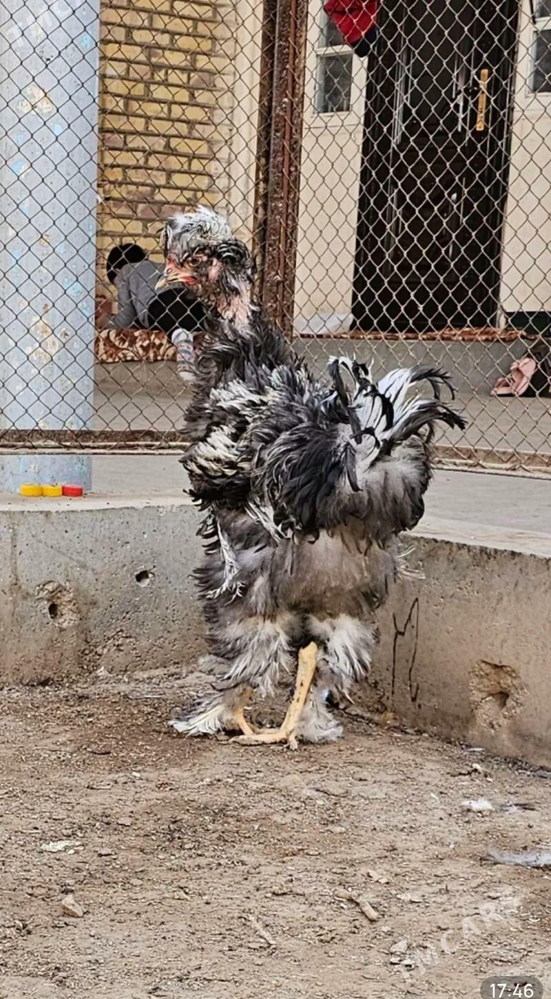 Towuk - Гёкдепе - img 4