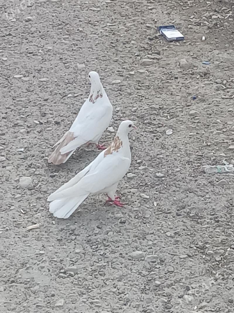 kepderi - Balkanabat - img 6