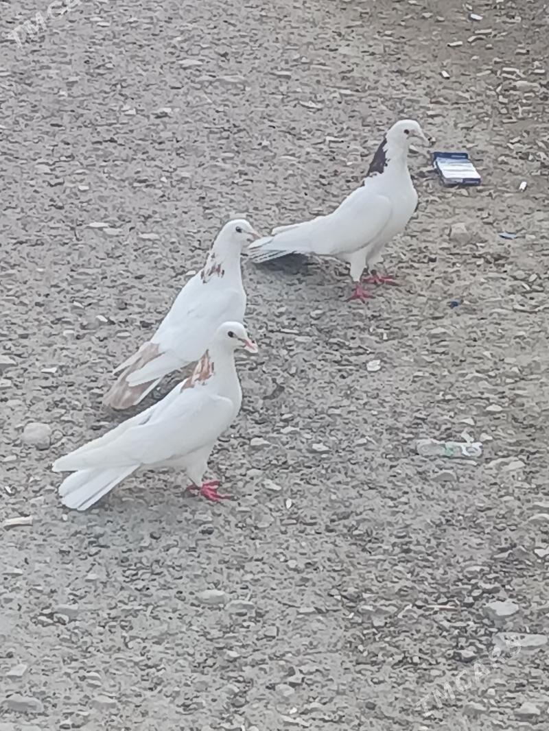 kepderi - Balkanabat - img 1