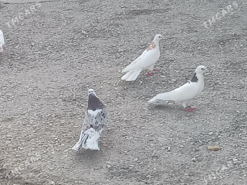 kepderi - Balkanabat - img 4