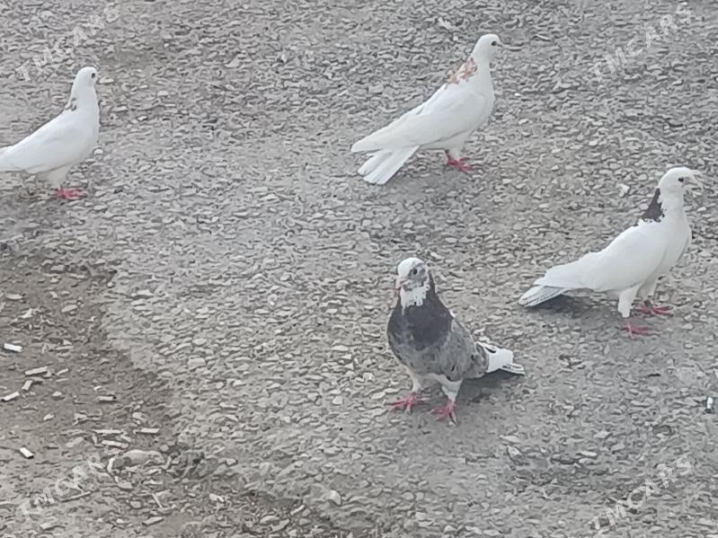 kepderi - Balkanabat - img 2