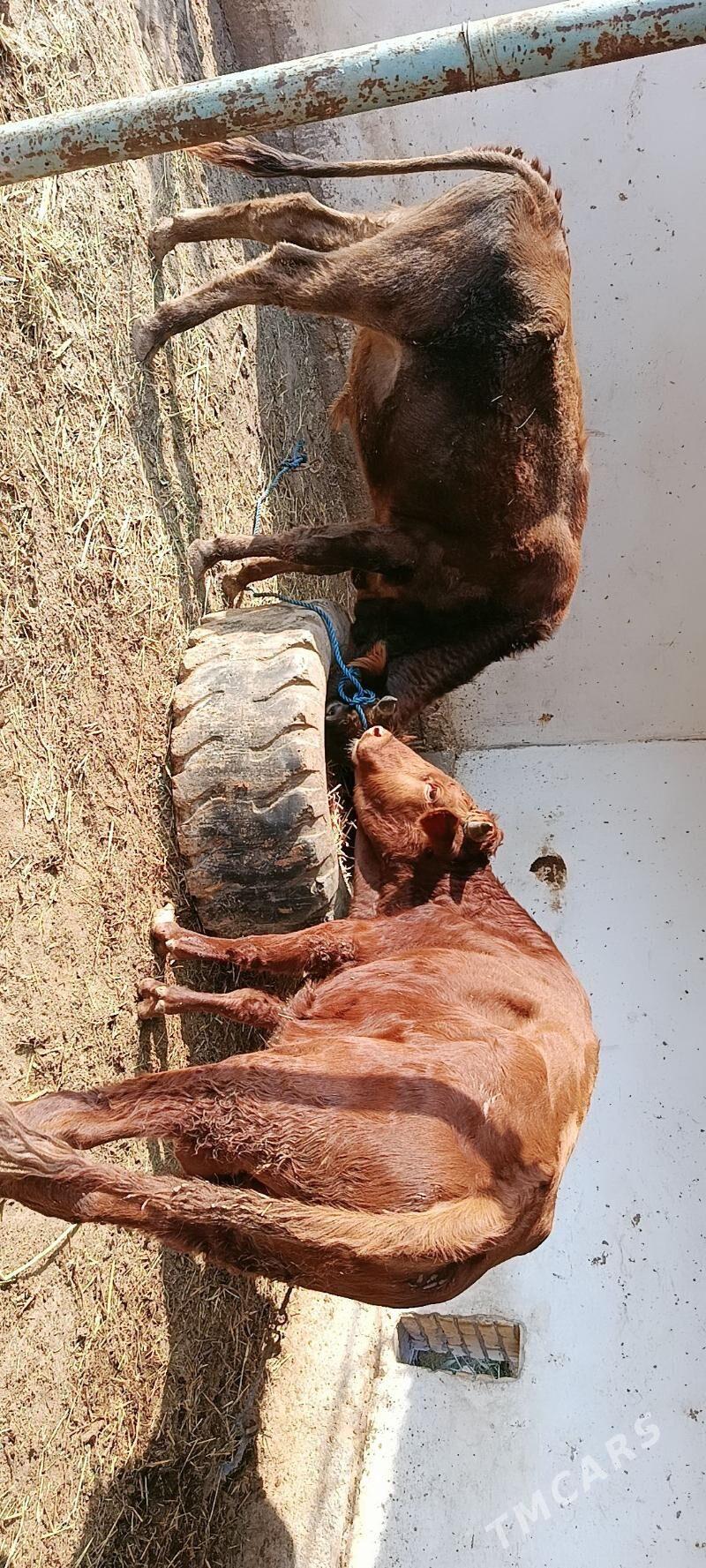 mallar - Дянев - img 3