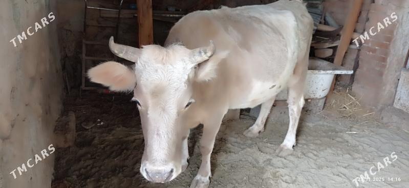 goleli sygyr - Gyzylarbat - img 2