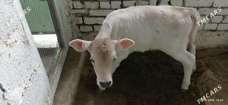 goleli sygyr - Gyzylarbat - img 4