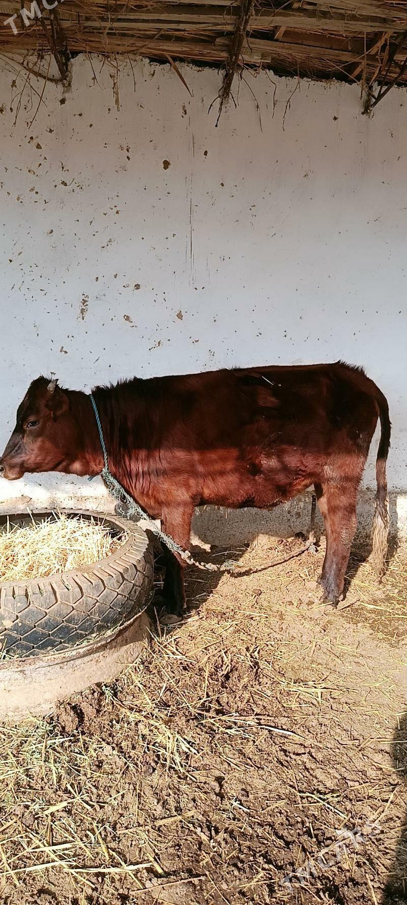 mallar - Дянев - img 2