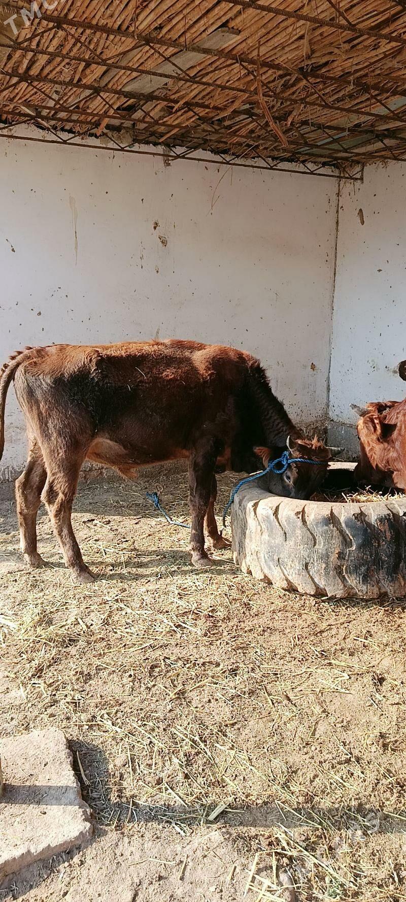 mallar - Дянев - img 4