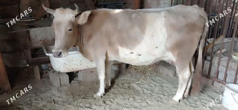 goleli sygyr - Gyzylarbat - img 3