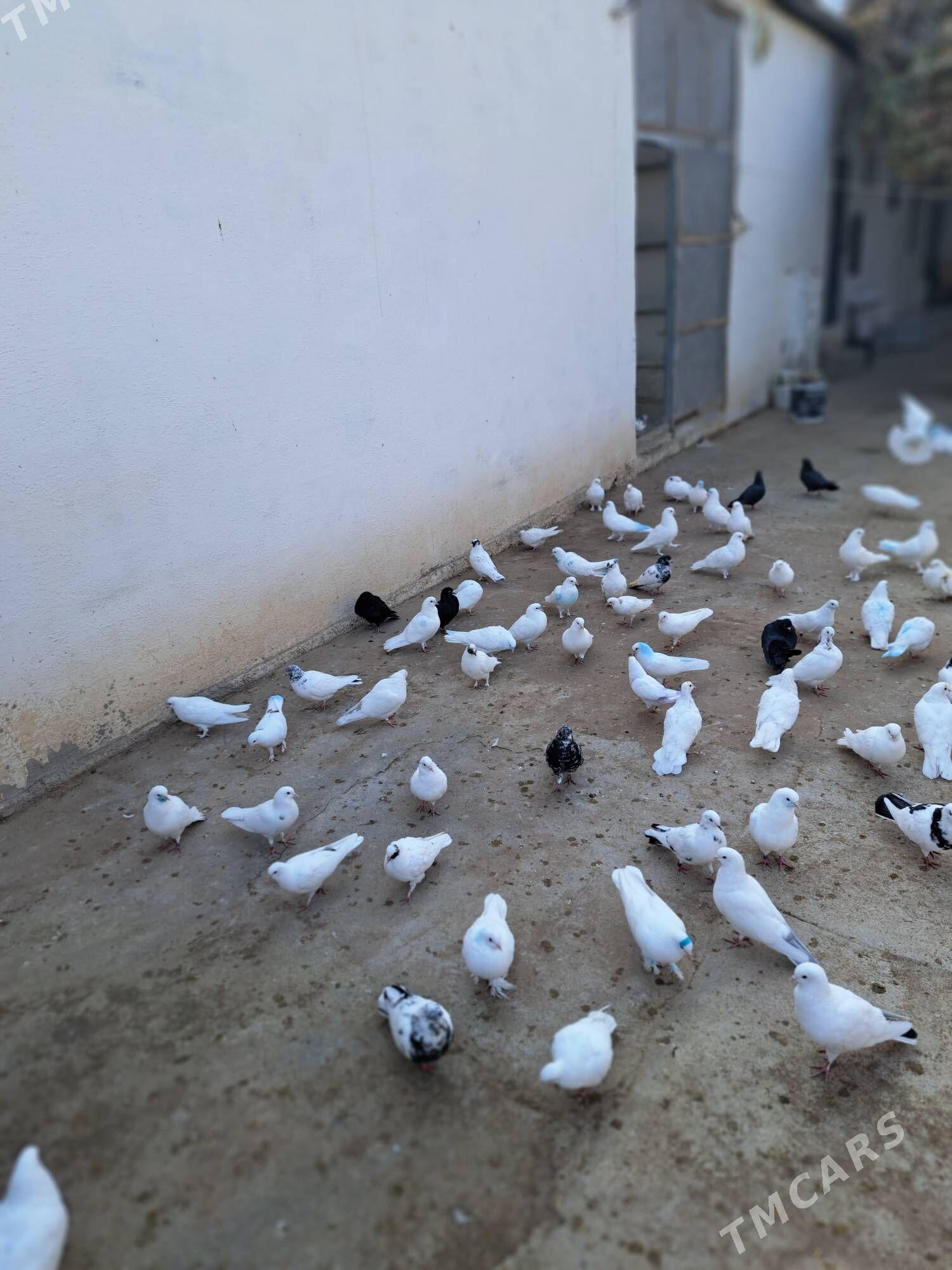 yas juyjeler - Ak bugdaý etraby - img 3