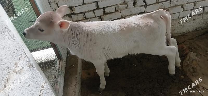 goleli sygyr - Gyzylarbat - img 5