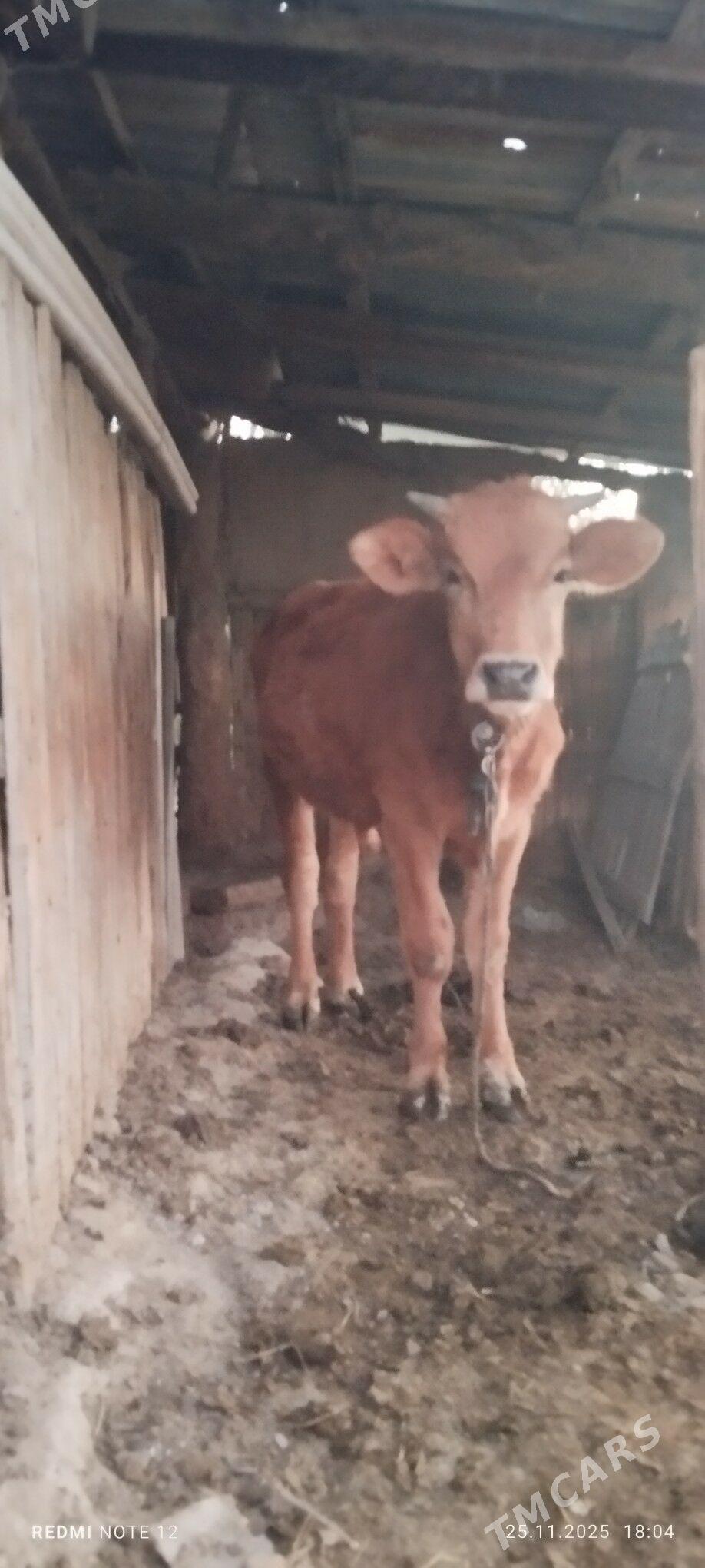 okuz - Gökdepe - img 3