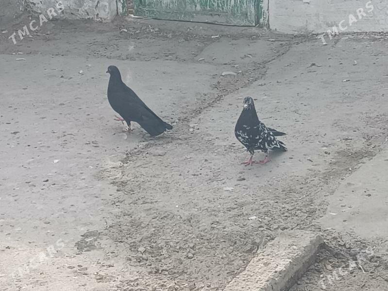 kepderi - Балканабат - img 3